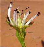  Flower V.S.
